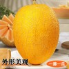 海南黄金蜜瓜 香甜多汁 比西州蜜更脆甜 商品缩略图6