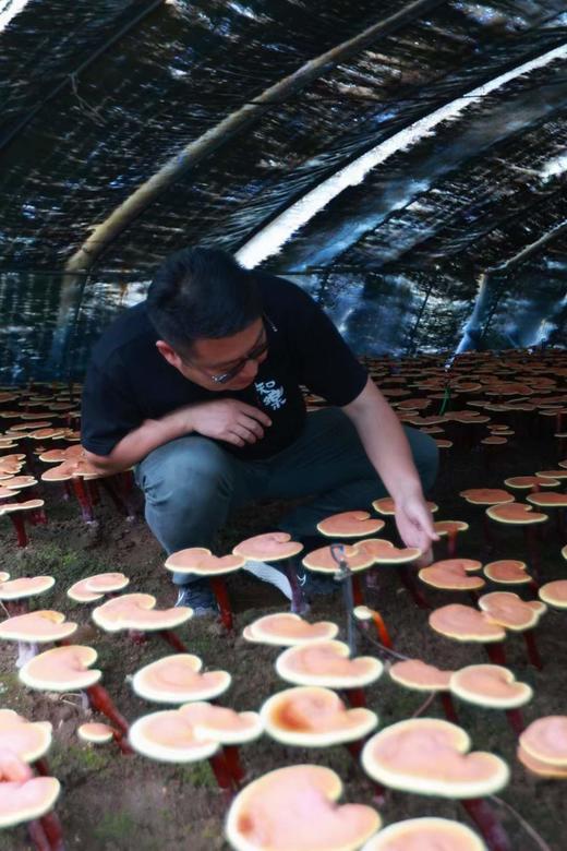 【有机破壁灵芝孢子粉】《买四免一》 低温破壁 破壁率高达99%以上 100克/瓶 商品图5