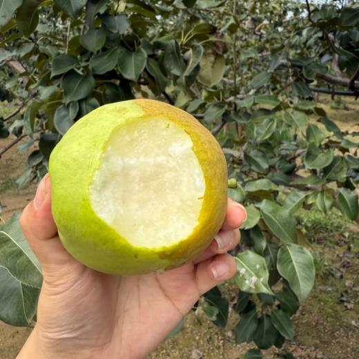 山西隰县玉露香梨 【顺丰发货】 商品图3