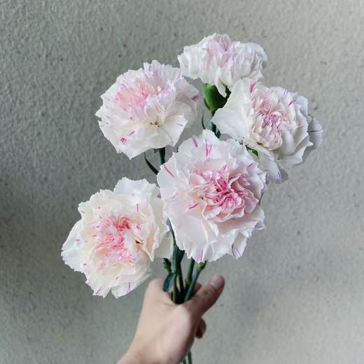 单头康乃馨丨樱桃尤香丨20支/扎 商品图1