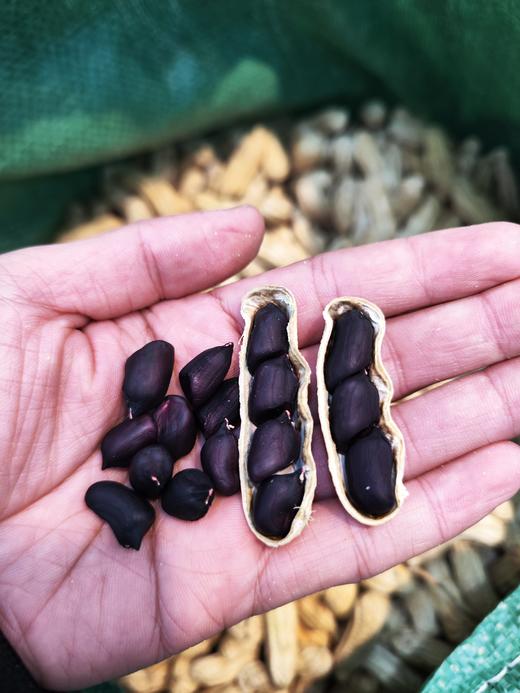 云南干黑花生、七彩花生、 颗粒饱满 香甜， 满88包邮 商品图8