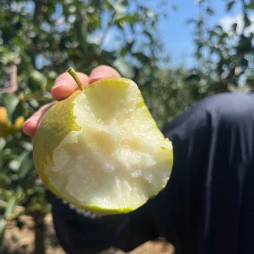 山西隰县玉露香梨 【顺丰发货】 商品图5