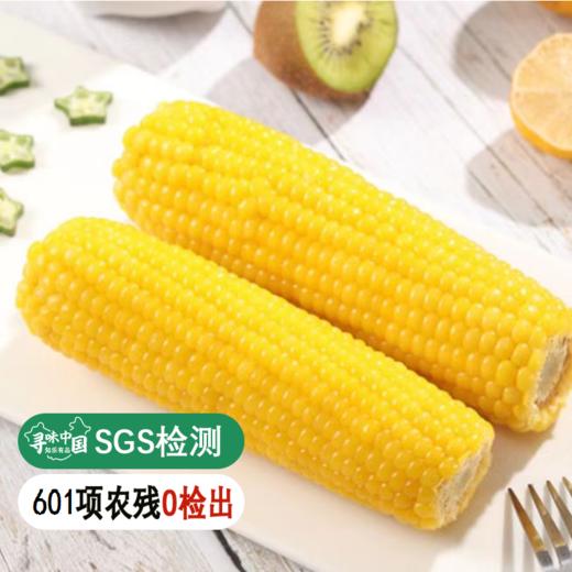 【25年新玉米】【SGS 601项农残0检出】  【有机黄糯玉米】 黄金玉米产业带 3小时内锁鲜 复购率99% 商品图0