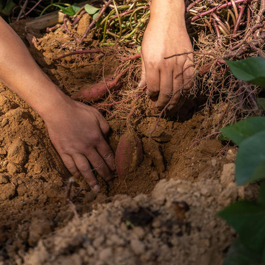 红瑶地瓜丨甜度高 口感绵密 个别会有丝儿，两头丝会偏多一点 烤制时不会像烟薯25一样有丰富的糖油，但是依然很好吃。⭐️京东陆运 商品图6
