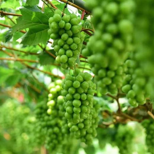 看得见的放心青提 750g/份 商品图5