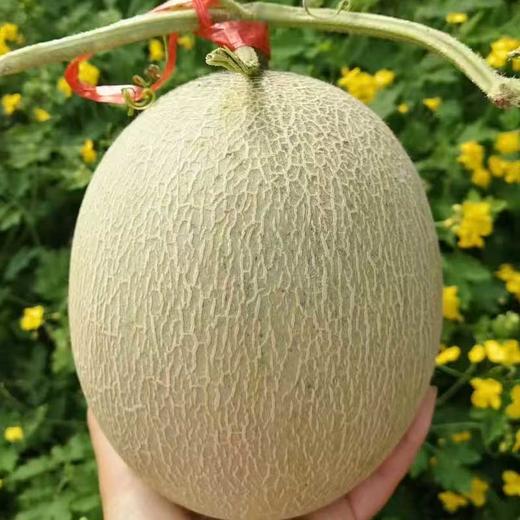 海南网纹瓜 软糯香甜多汁多味 商品图1