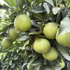 云南哀牢山青皮冰糖橙4/9斤装（后期果皮会转变成黄色发货）  八甜2酸 商品缩略图3