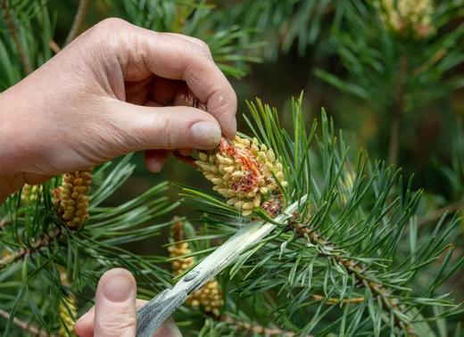 【主推：400g 送100g】松花粉（晒单送人参膏 商品图2
