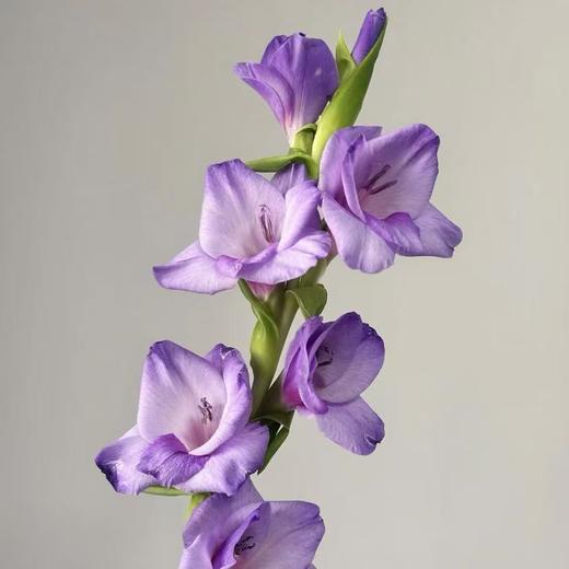 剑兰丨紫苏丨10支 商品图0