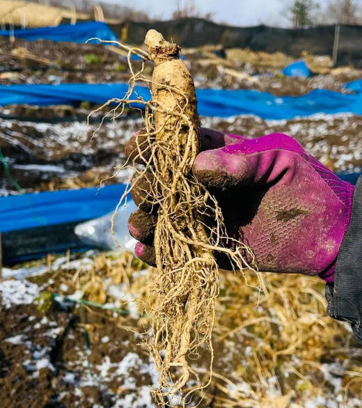 【中国地理标志产品】【长白山现挖6年新鲜人参】通化集安市边条参    园参中上品 顺丰快递 商品图3