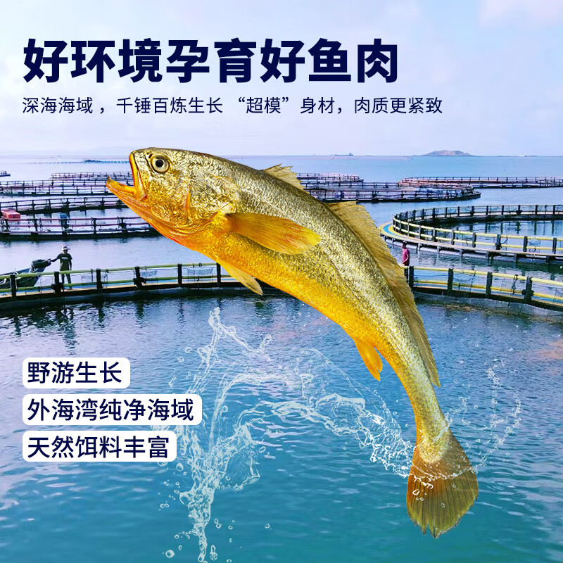 忘舌 野化冰鲜大黄鱼（礼盒装）顺丰直达  产地：福建宁德霞浦