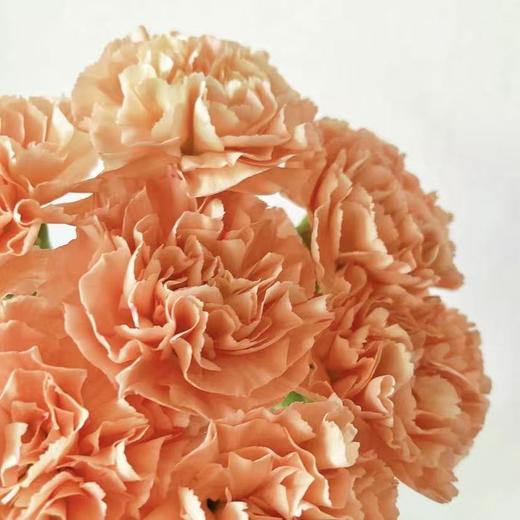 单头康乃馨丨橙光丨20支/扎 商品图2