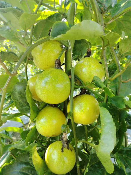 可直接空口吃的广西最优选黄金百香果（产地直邮） 商品图6