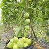 可直接空口吃的广西最优选黄金百香果（产地直邮） 商品缩略图8