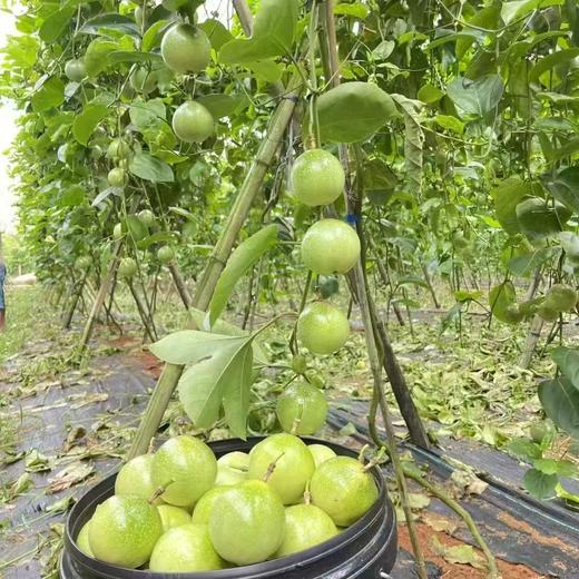 可直接空口吃的广西最优选黄金百香果（产地直邮） 商品图8