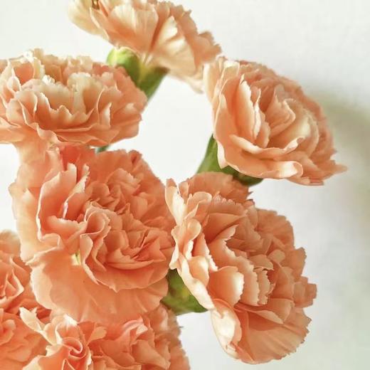 单头康乃馨丨橙光丨20支/扎 商品图1