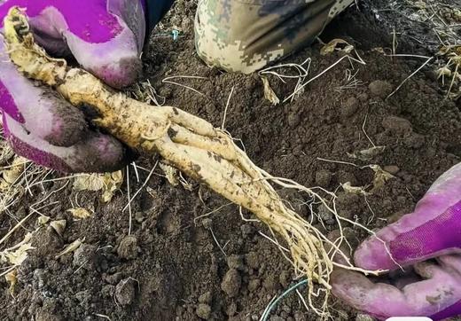 【中国地理标志产品】【长白山现挖6年新鲜人参】通化集安市边条参    园参中上品 顺丰快递 商品图1