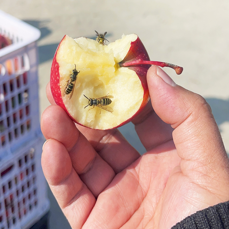 西王丹霞苹果简装  生态种植无农药无化肥无激素