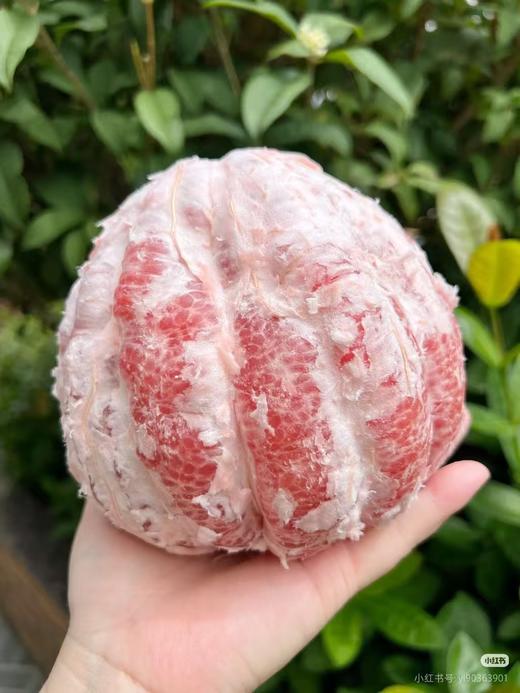 红心蜜柚【MJ】 商品图1