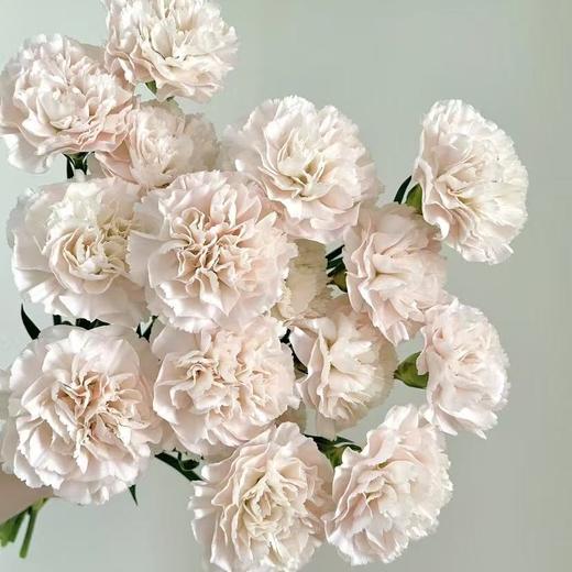 单头康乃馨丨流光粉丨20支/扎 商品图1