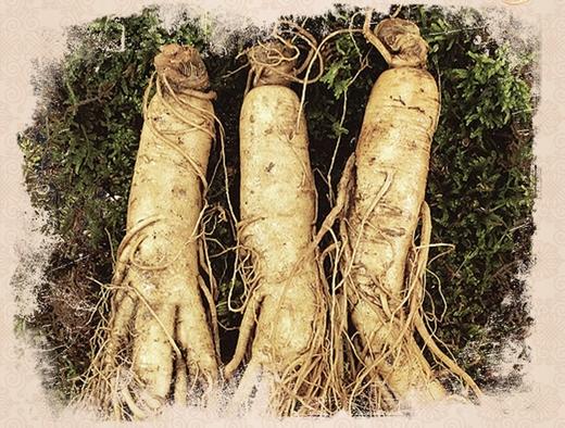 【中国地理标志产品】【长白山现挖6年新鲜人参】通化集安市边条参    园参中上品 顺丰快递 商品图9