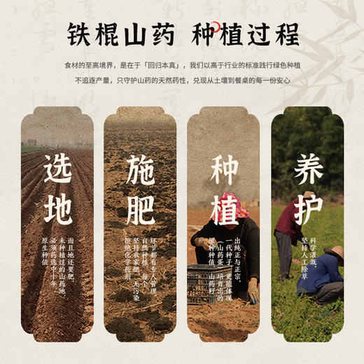 【绿色食品认证】温县怀川臻仁中原贡品铁棍山药5斤包邮 新鲜采挖，产地直发 商品图4