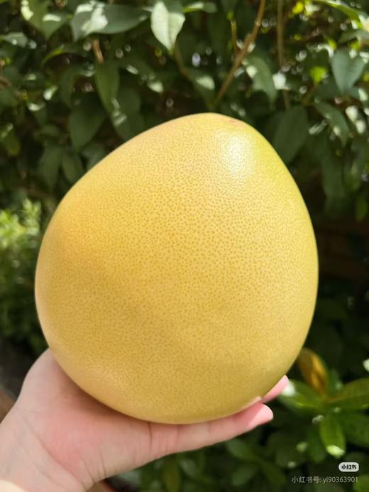 老树白柚1.5kg-1.8kg【MJ】 商品图0