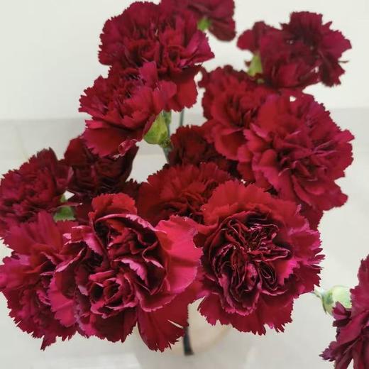 单头康乃馨丨皇冠丨20支/扎 商品图2