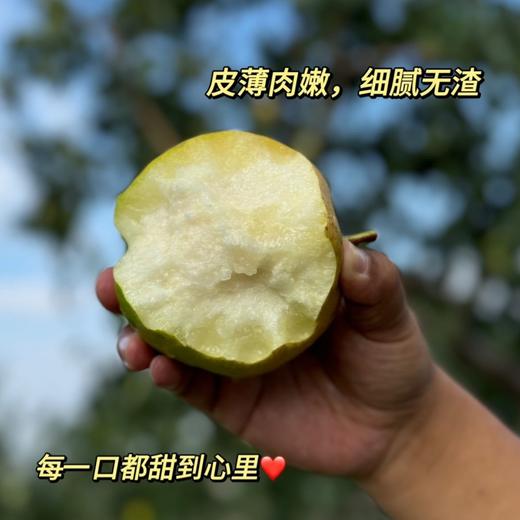 山西隰县玉露香梨 【顺丰发货】 商品图2