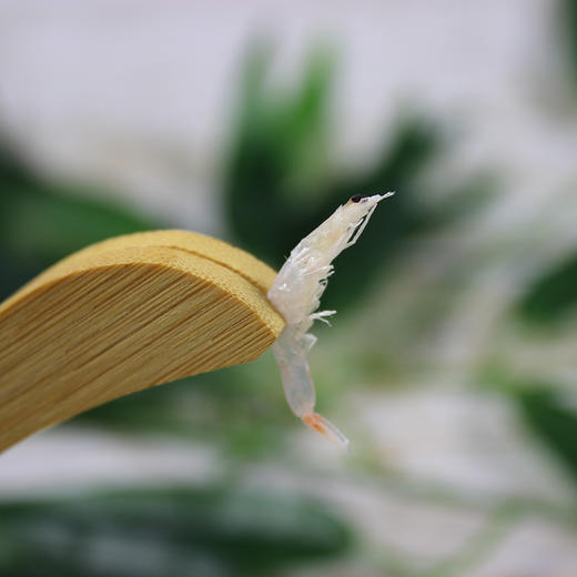 俏虾客绿色虾皮 30g(净重) /袋*8 商品图2