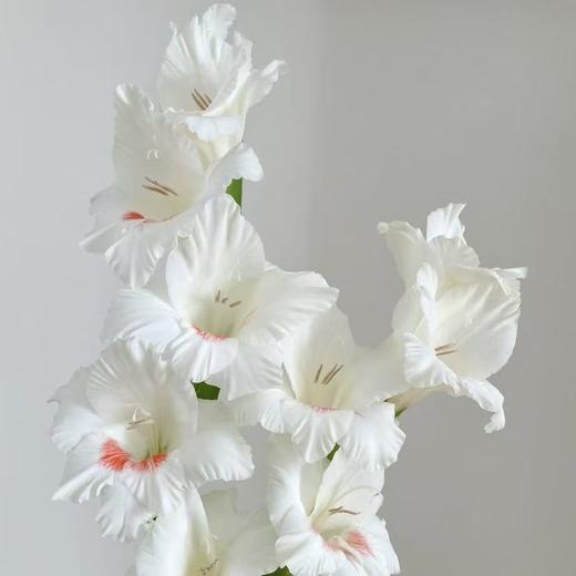 剑兰丨阿贾克斯丨10支 商品图2