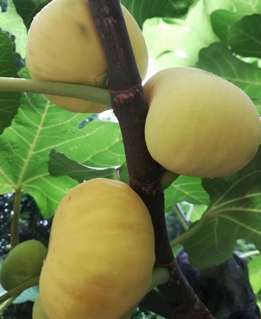 【休闲健康小零食】新疆特产 无核葡萄干 无花果干 即食 泡水煲汤 商品图7