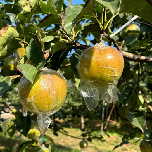 山西隰县玉露香梨 【顺丰发货】 商品图4