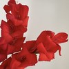 剑兰丨大红丨10支 商品缩略图1
