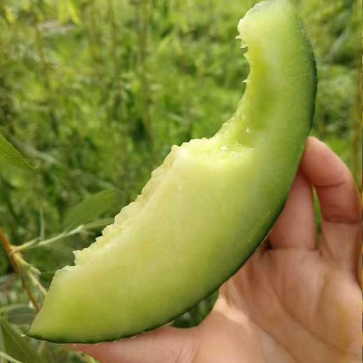 海南网纹瓜 软糯香甜多汁多味 商品图2