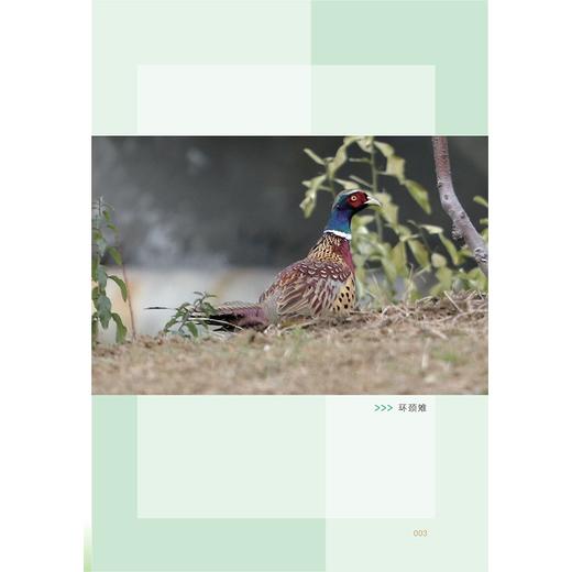桐乡常见鸟类识别手册/吴惠仙 娄钦 金伟 编著/浙江大学出版社 商品图3