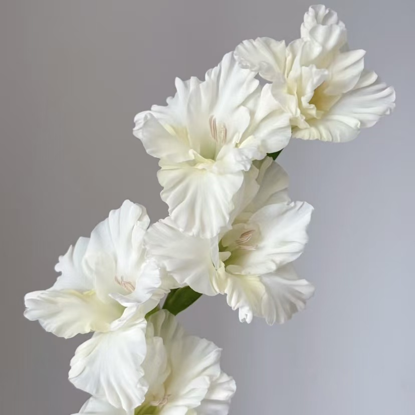 剑兰丨水晶糖果丨10支