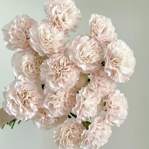 单头康乃馨丨流光粉丨20支/扎 商品图2