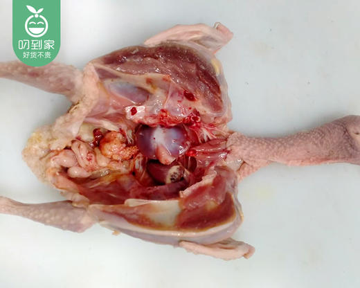 洛江山头放养老鸽（杀完）/1只（300-350g）生产日期：12月25日左右 商品图2