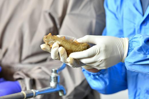 【国家地理标志产品】【只用5年以上海参】 高压即食 免泡发500g/份 商品图3