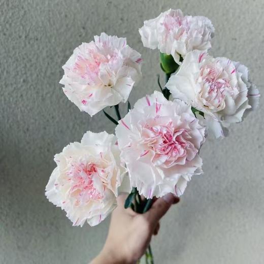 单头康乃馨丨樱桃尤香丨20支/扎 商品图2