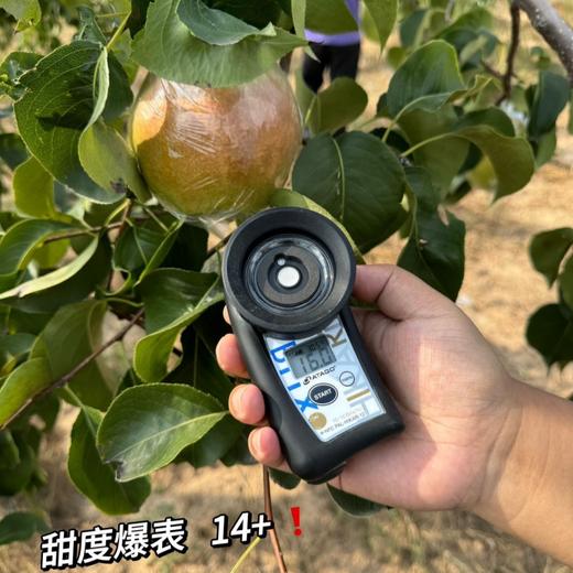 山西隰县玉露香梨 【顺丰发货】 商品图7