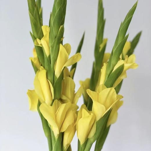 剑兰丨黄色丨10支 商品图2