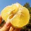 福建平和黄金葡萄柚 香甜爆汁 商品缩略图0