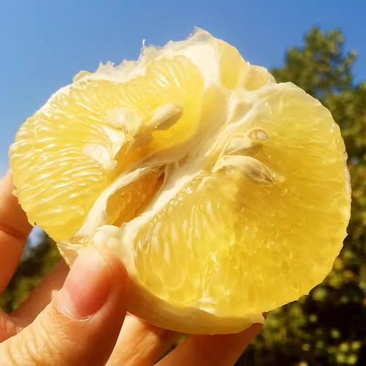 福建平和黄金葡萄柚 香甜爆汁 商品图0