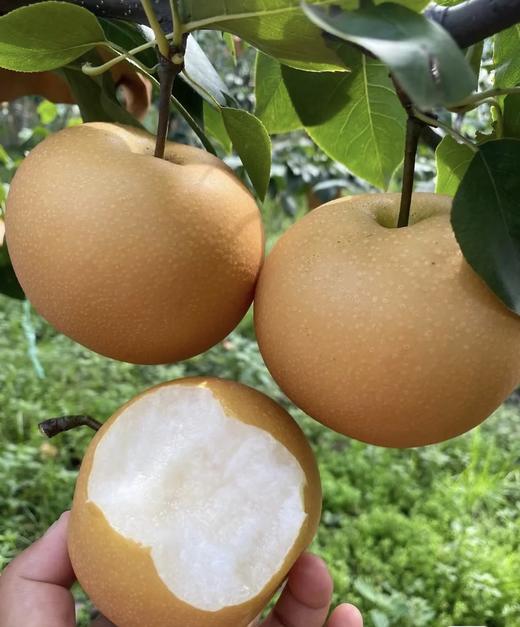 【SGS 380项农残O检出】【中国地理标志产品】莱阳秋月梨 商品图5