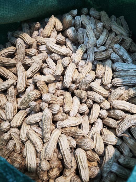 云南干黑花生、七彩花生、 颗粒饱满 香甜， 满88包邮 商品图2