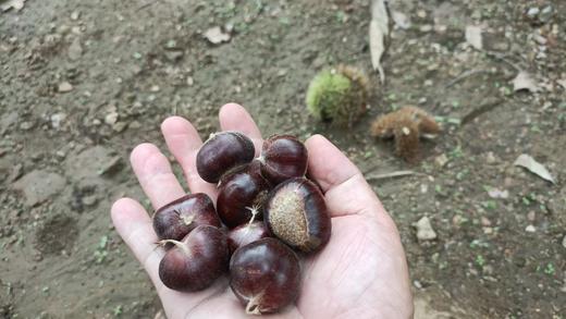 现摘现发🍂立秋第一颗鲜板栗🌰 【绘甜迁西板栗】✅高山阳光更充足，‎利于糖分和美好物质的积累✅高甜均糖20+‏，⁤🌰带有9分栗香+‬1分牛奶香 商品图6