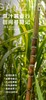 【蔗汁薯香甜-丰收篇】|4H公益时长+秋收课堂-砍甘蔗、挖红薯+食育课堂-甘蔗汁，棒棒糖+传统工艺-画糖画！ 商品缩略图0