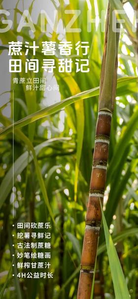 【蔗汁薯香甜-丰收篇】|4H公益时长+秋收课堂-砍甘蔗、挖红薯+食育课堂-甘蔗汁，棒棒糖+传统工艺-画糖画！